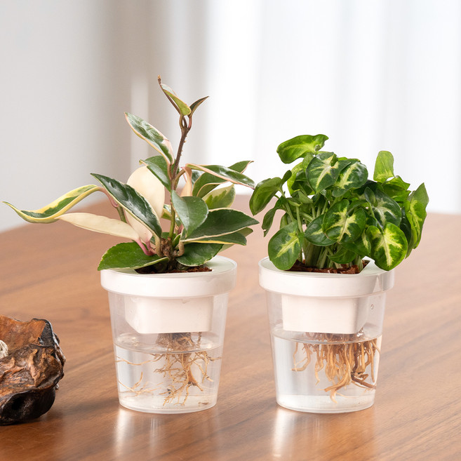 메이크정글 수경재배 식물 싱고니움 + 호야 컵팟 화분 DIY 세트, 화이트, 1세트