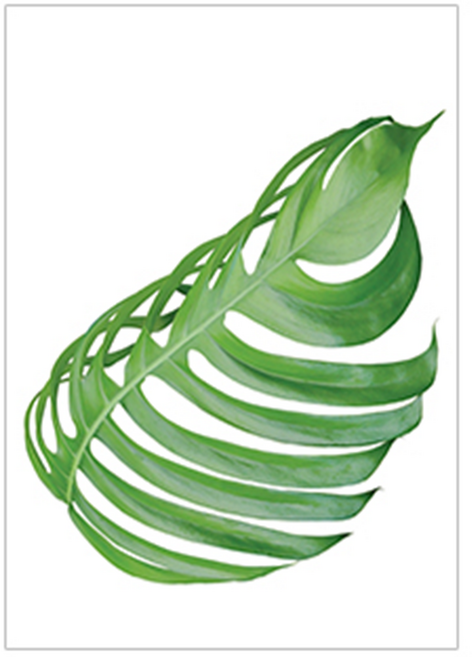 진심디자인 감성 아트웍 디자인캔버스 A 7 썸머 그린야자, 화이트, 1개