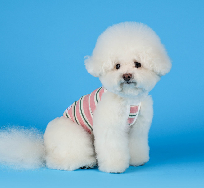 플로트 강아지 컵케이크 쿨링 나시, 핑크, 1개