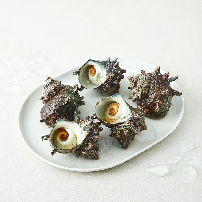 완도맘영어조합법인 자연산 뿔소라 5~10마리 (냉장), 1개, 1kg 내외
