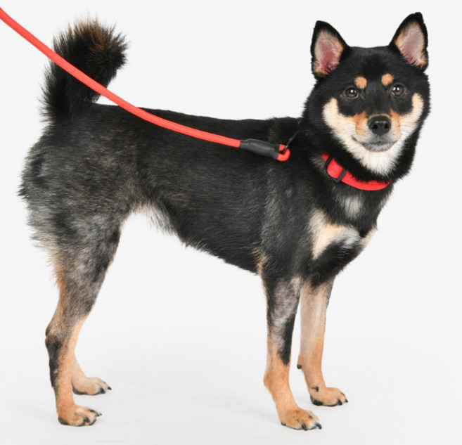 올치 반려동물 꼬임방지 로프 리드 세트, 레드, 1개