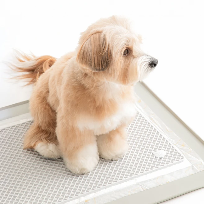 바잇미 강아지 발도장 방지 제로 가드 매트, 그레이, 1개 - 쿠팡