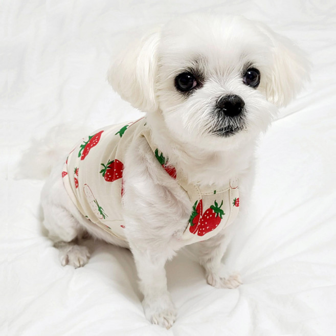 도기코디 반려동물 상큼과일 끈나시, 수박, 1개