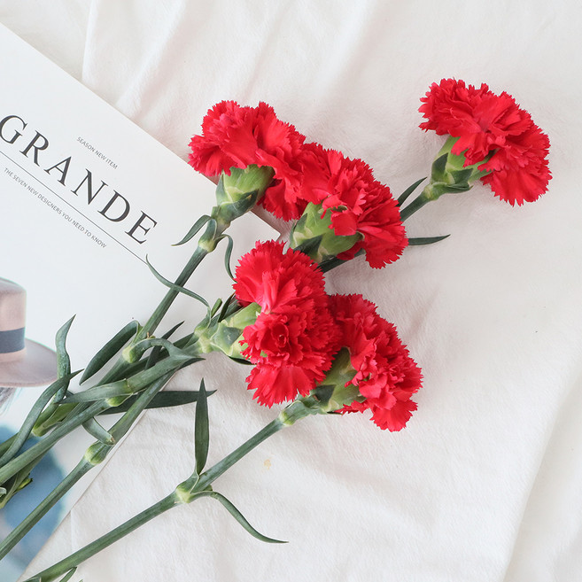 모리앤 카네이션 생화단 5대, 레드, 5개