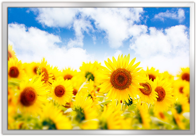 인테리어 알루미늄 액자 + 머니플라워H 포스터 세트, 실버