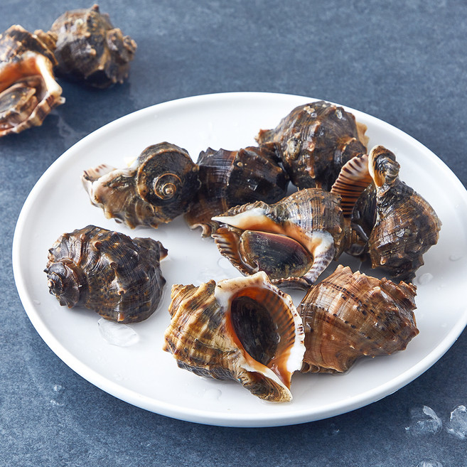 바다림 서해안 산지직송 생물 참소라 8~12미, 1kg, 1개