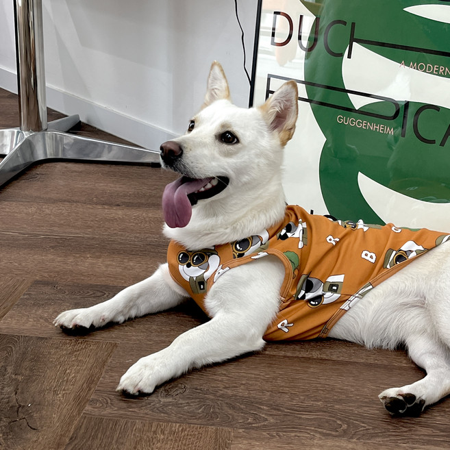 바크독 강아지 캐릭터 면 실내복, 탐험가바크 오렌지브라운, 1개