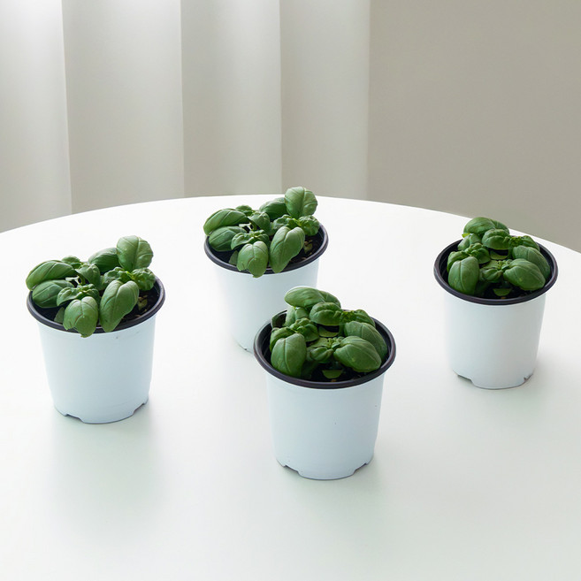 코코도르팜 허브 바질 포트 소형, 랜덤발송, 4개