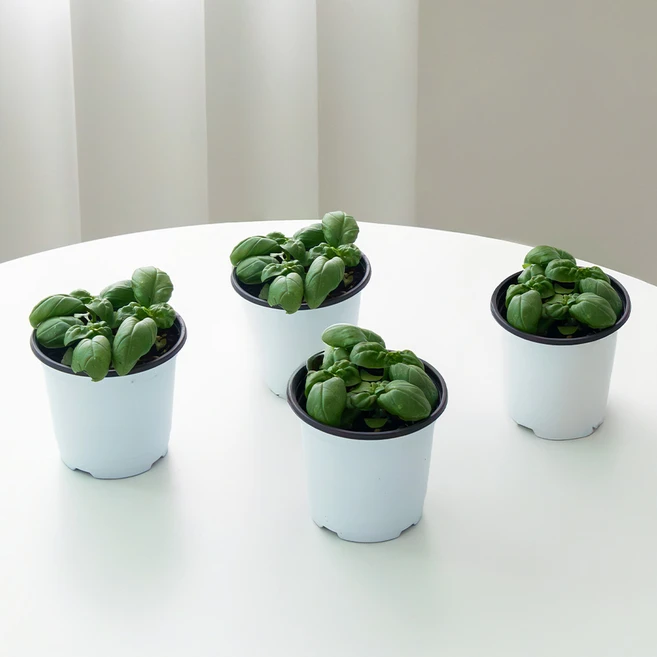 코코도르팜 허브 바질 포트 소형, 랜덤발송, 4개 - 쿠팡