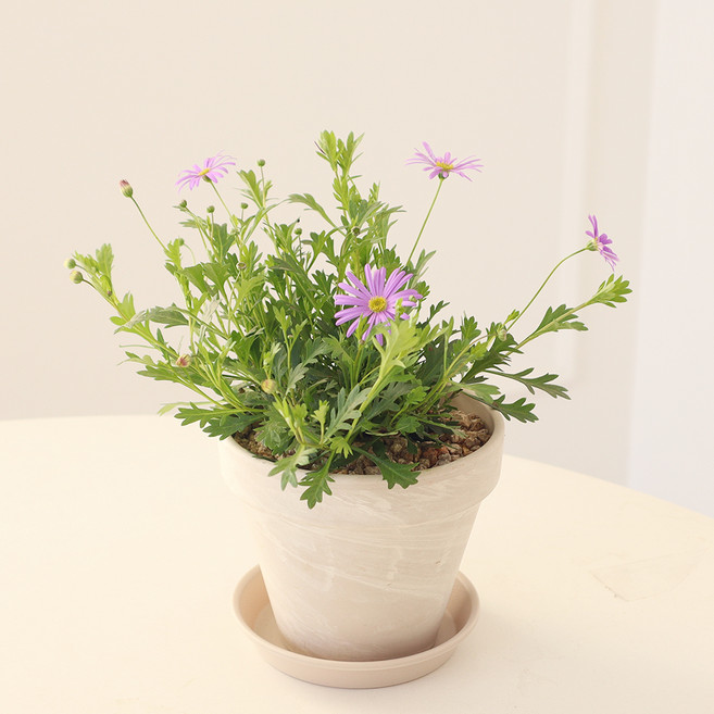 모리앤 독일토분에 심은 사계국화, 퍼플, 1개