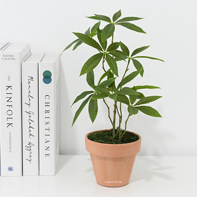 도시정원 조화 미니 파키라 화분, 랜덤발송(토분), 1개