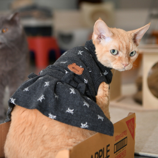 캐츠피아 반려동물 산책 실내복 샤이 원피스, 차콜그레이, 1개