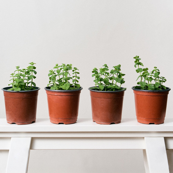 코코도르팜 허브 포트 소형 애플민트, 혼합색상, 4개