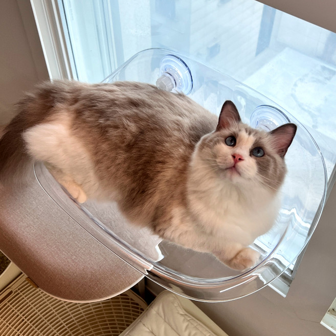 MAAH 고양이 창문 해먹, 화이트, 1개