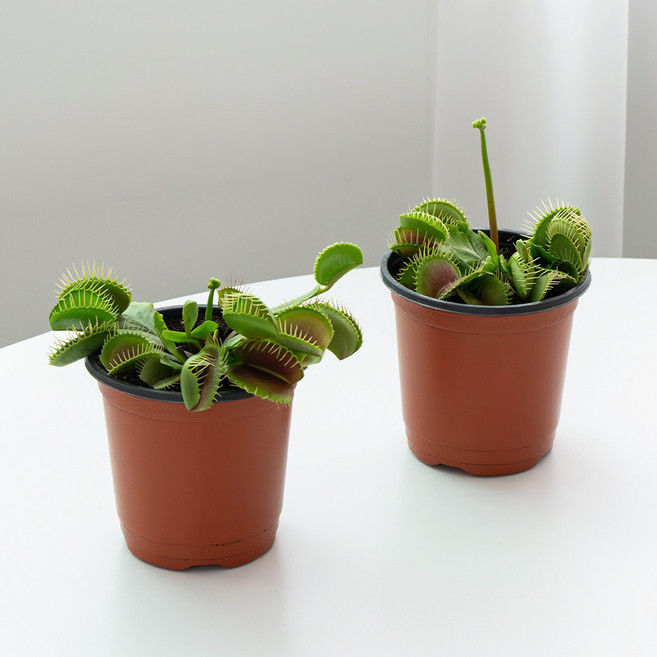 코코도르팜 식충식물 벌레잡이 포트 소형 파리지옥, 그린, 2개