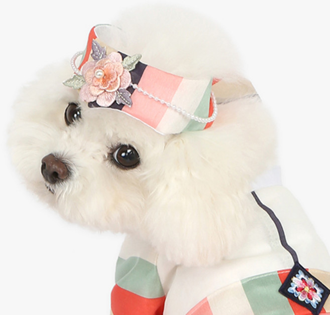 이츠독 강아지 지안 아얌, 색동, 1개