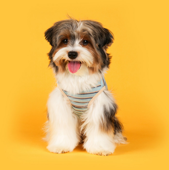 플로트 강아지 슈가 민소매 티셔츠, SODA SKY, 1개