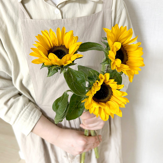 코코도르팜 생화 해바라기 3대, 옐로우