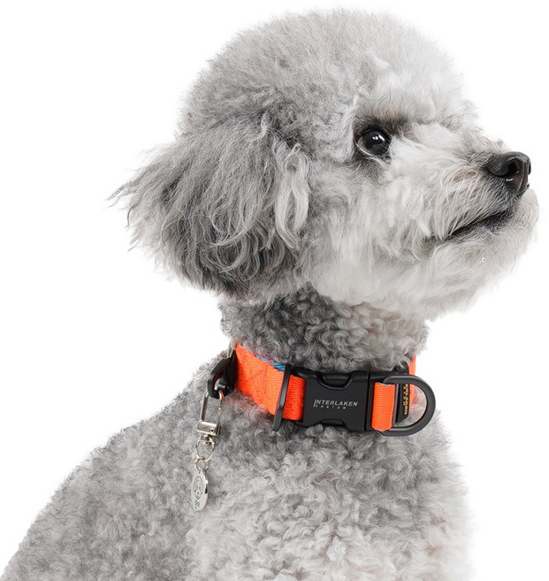 니즈더펫 어스텍 스탠다드 강아지 목줄, 아쿠아오렌지, 1개