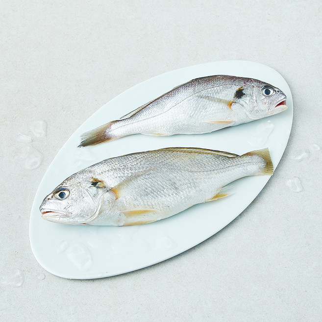 어성 백조기 생물 2미 (냉장), 1개, 300g