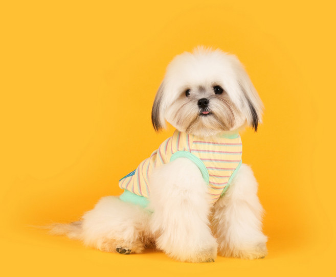 플로트 강아지 슈가 민소매 티셔츠, 레몬, 1개