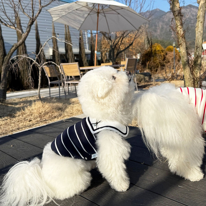 쥬비코 강아지 마린 티셔츠, 네이비, 1개