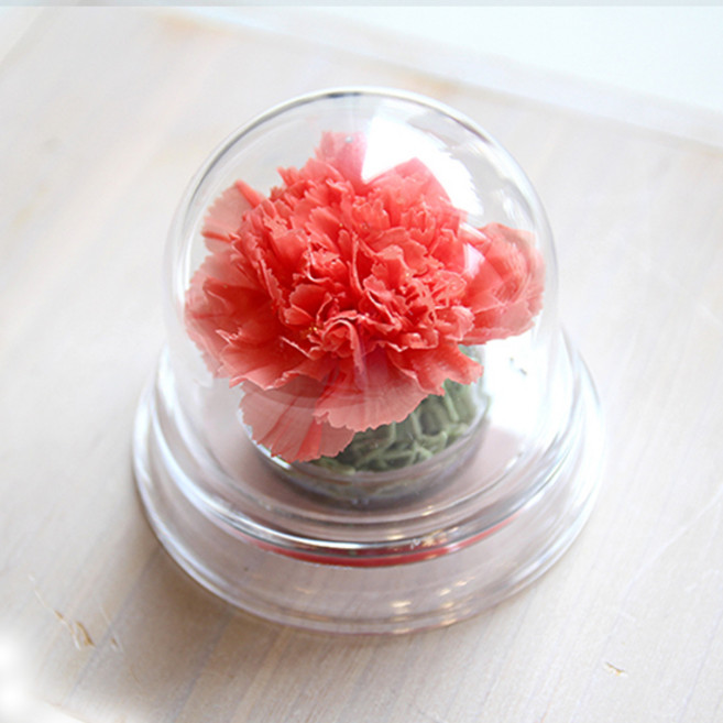 아크릴돔 프리저브드 카네이션, 코럴핑크