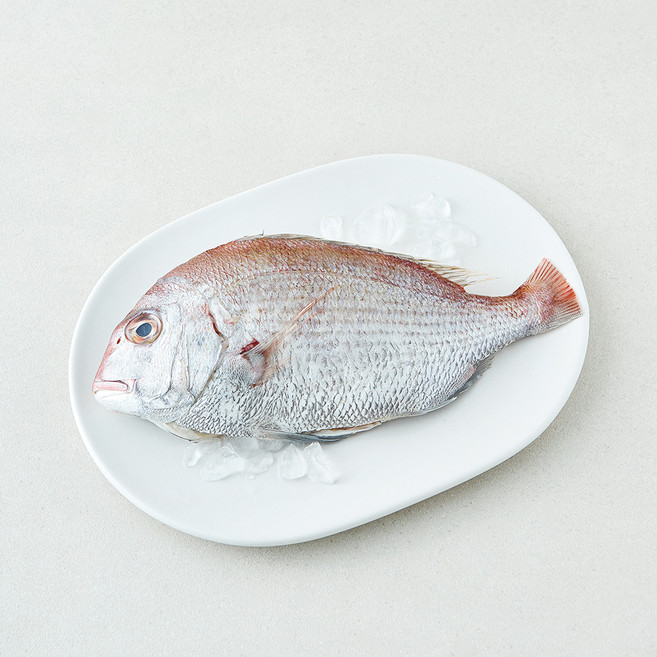 미감어보 국내산 손질 효온처리 통참돔 (냉장), 1개, 200g