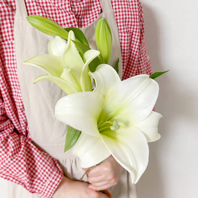 코코도르팜 생화 백합 3대, 혼합색상