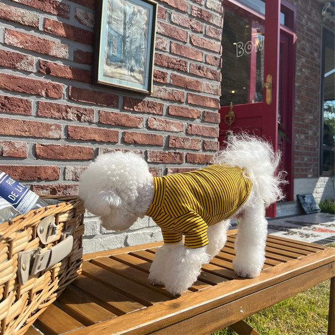 매그독 반려동물 트리플 티셔츠, 옐로우, 1개