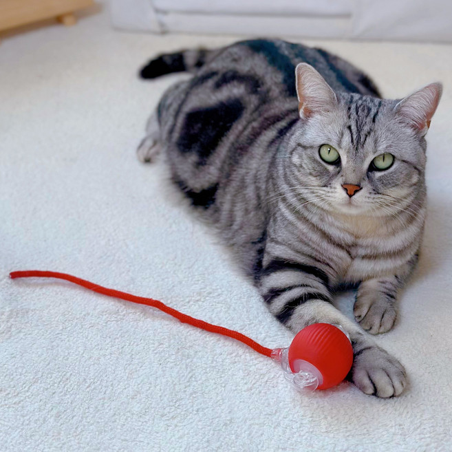 MAAH 고양이 혼자노는 자동 스마트 볼 장난감 로프 SCB-01, 레드, 1개