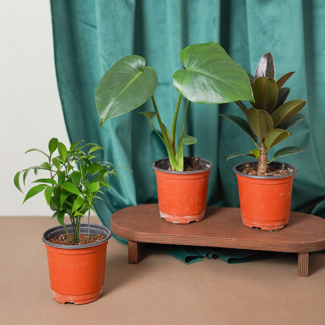 메이크정글 공기정화 포트 식물 소품 몬스테라 + 죽백나무 + 고무나무 세트, 혼합색상, 1세트