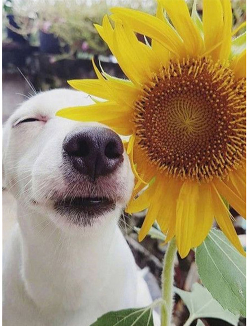 알로데 동물 시리즈 해바라기 벽 장식 보석십자수 DIY 키트 30 x 40 cm, 1세트