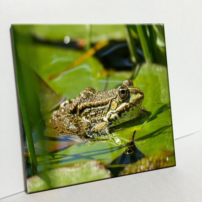 에이치티피 타일, 청개구리(C2840)