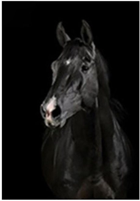 디엠코퍼레이션 흑백 동물 캔버스 포스터 말