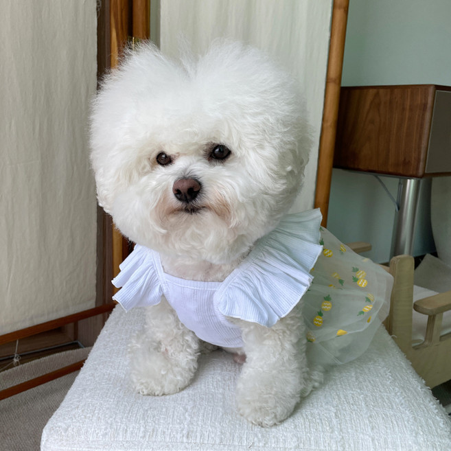 바이담수미 반려동물 과일 오간자 원피스, 화이트파인, 1개