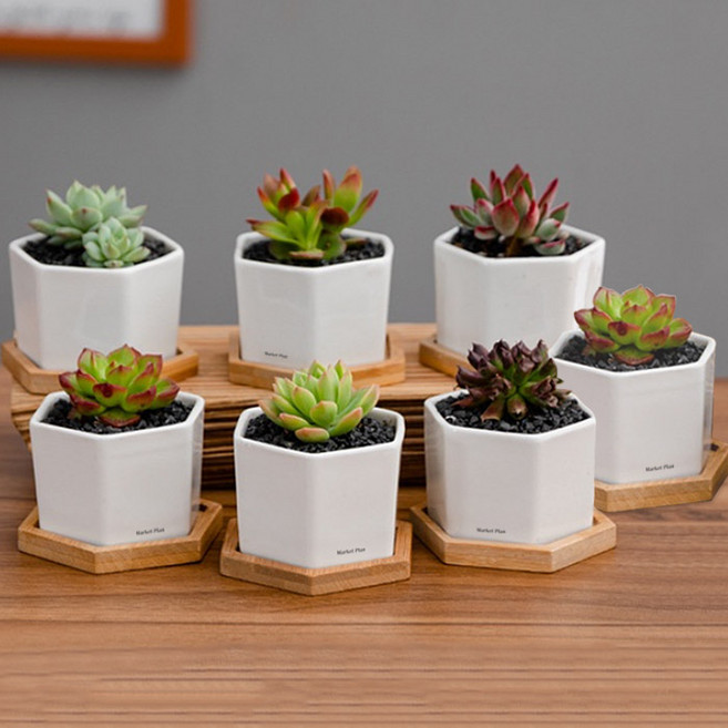 마켓플랜 스테이 다육이 육각 미니화분 + 우드받침대 7종 세트, 화이트, 1개