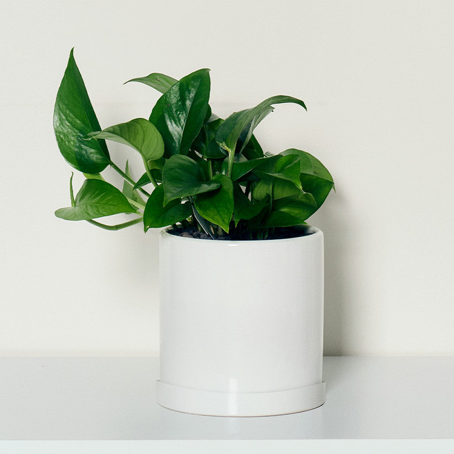 코코도르팜 도자기 화분 대형 스킨답서스, 그린, 1개