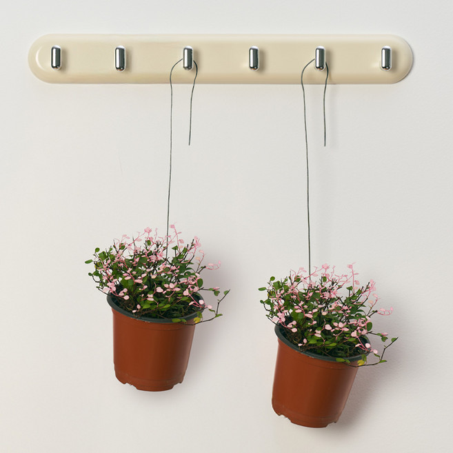 농업회사법인 주식회사 코코도르팜 행잉플랜트 소형 핑크트리안, 핑크 + 그린, 2개