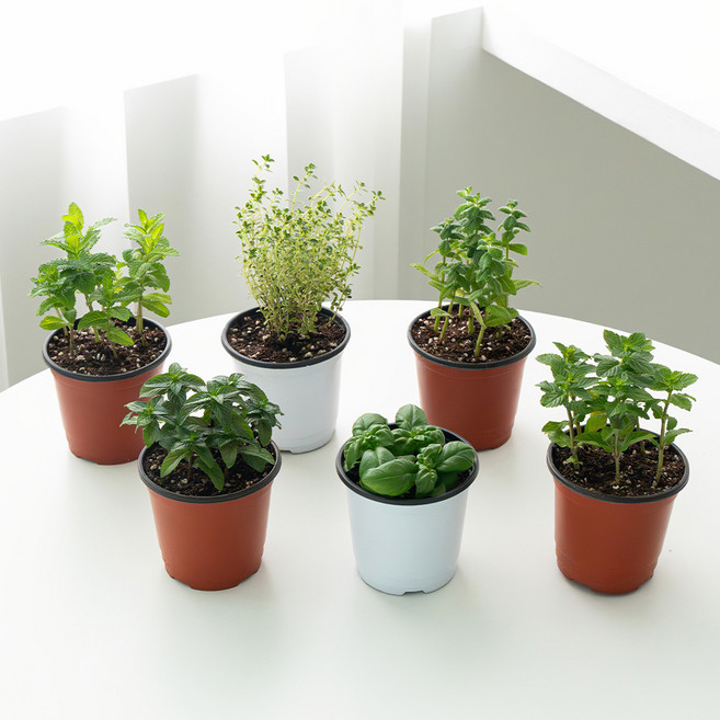코코도르팜 허브 포트 소형 6종 애플민트+스피아민트+페퍼민트+골든레몬타임+오데코롱민트+바질 세트, 혼합색상, 1세트