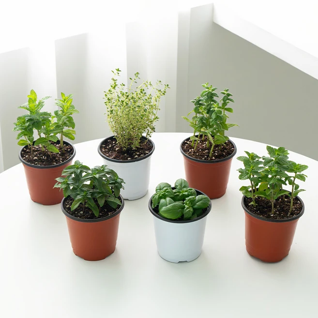 코코도르팜 허브 포트 소형 6종 애플민트+스피아민트+페퍼민트+골든레몬타임+오데코롱민트+바질 세트, 혼합색상, 1세트 - 쿠팡