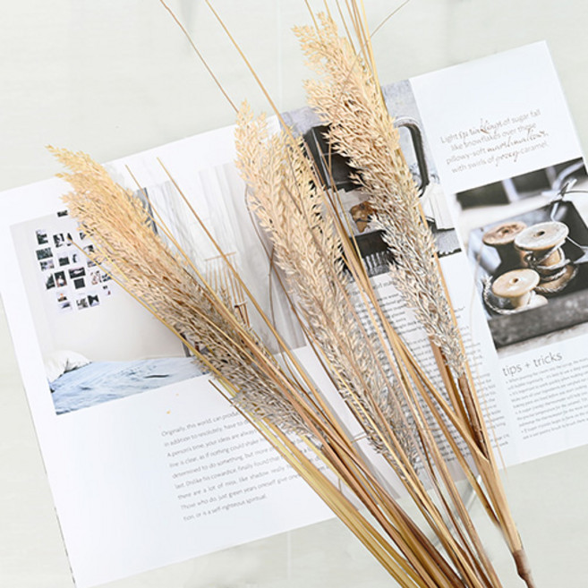 도시정원 가을 갈대가지 DF513870, LT브라운, 1개