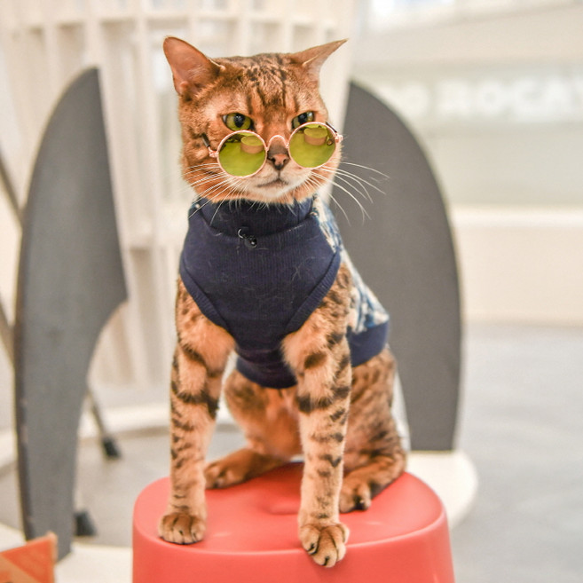 캐츠피아 반려동물 산책 실내복 스낵 하네스 티셔츠, 네이비, 1개