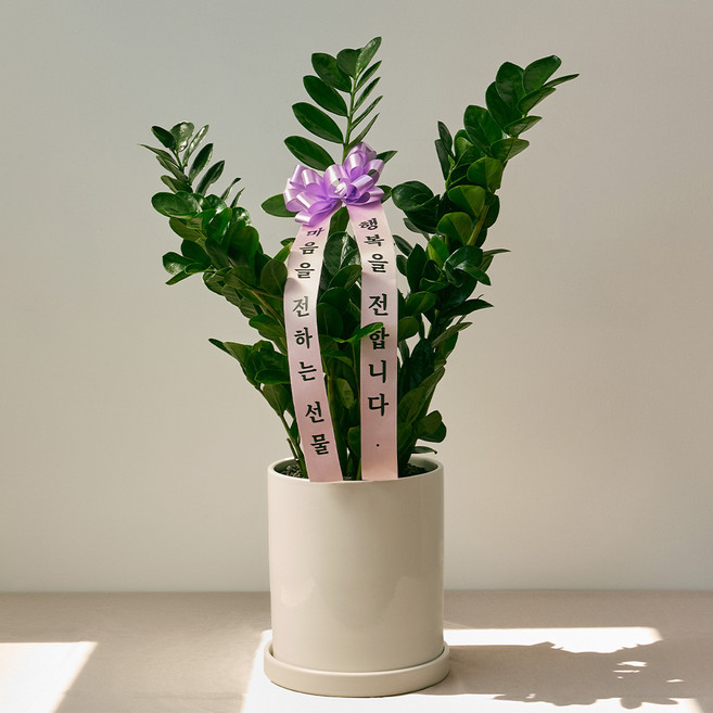 코코도르팜 도자기 화분 20호 + 문구리본 + 금전수 돈나무 리본화환 세트, 그린, 1세트