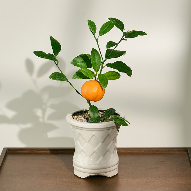 농업회사법인 주식회사 코코도르팜 오렌지 레몬나무 과실수 + 인테리어 도자기 화분 세트, 혼합색상, 1세트