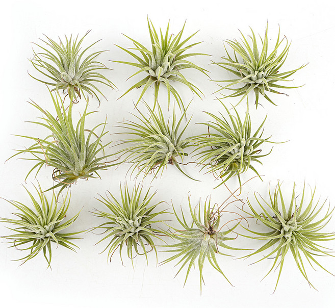 갑조네 이오난사 소 10개입, 혼합색상, 1개