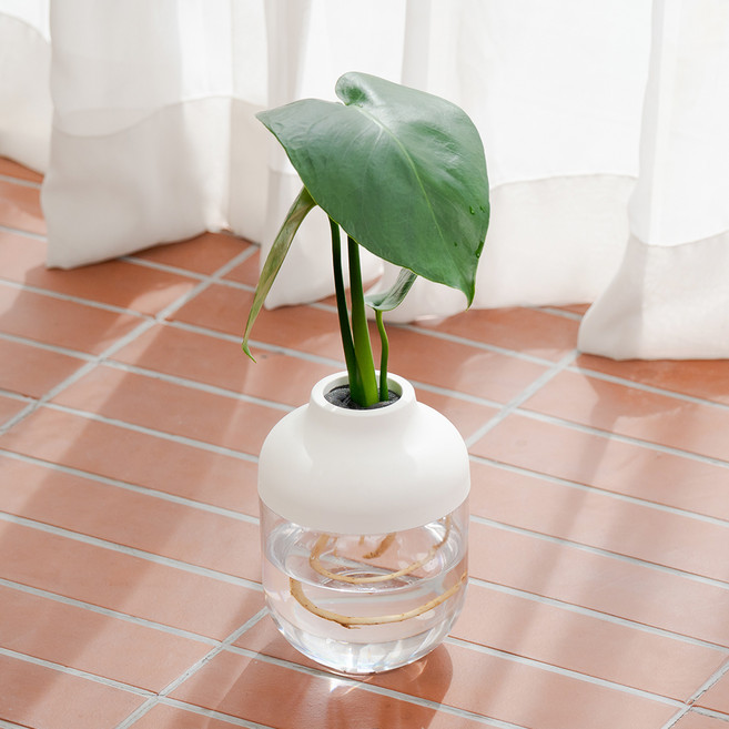 메이크정글 수경재배 식물 몬스테라 + 아쿠아캡슐 2호 화분 DIY 세트, 화이트, 1세트