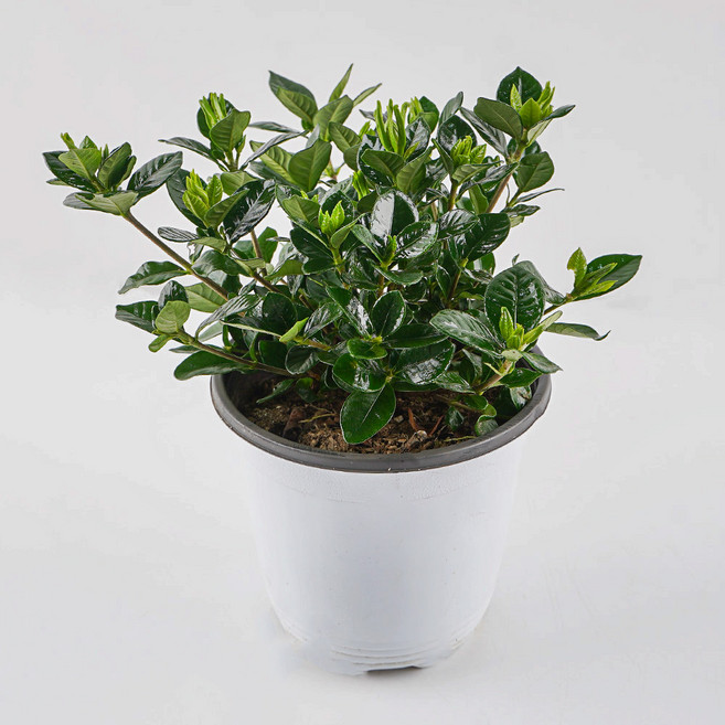 갑조네 꽃치자나무 중품, 혼합색상, 1개