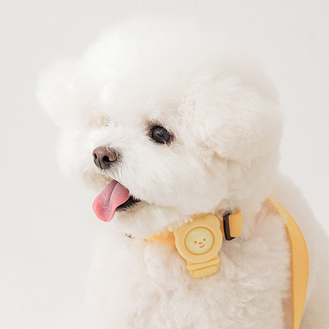 바잇미 강아지 헤잇미 밴드, 레몬, 2ml, 1개