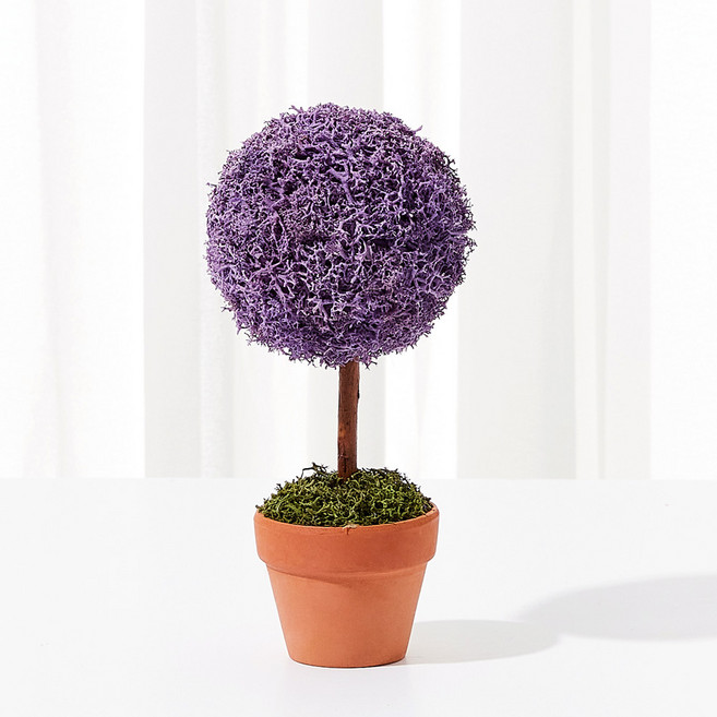 Alle 室內空氣淨化斯堪地亞苔蘚迷你樹盆栽 紫色, 1個